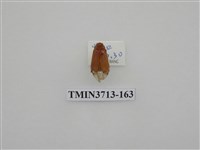 藏品(金龜子科)的圖片